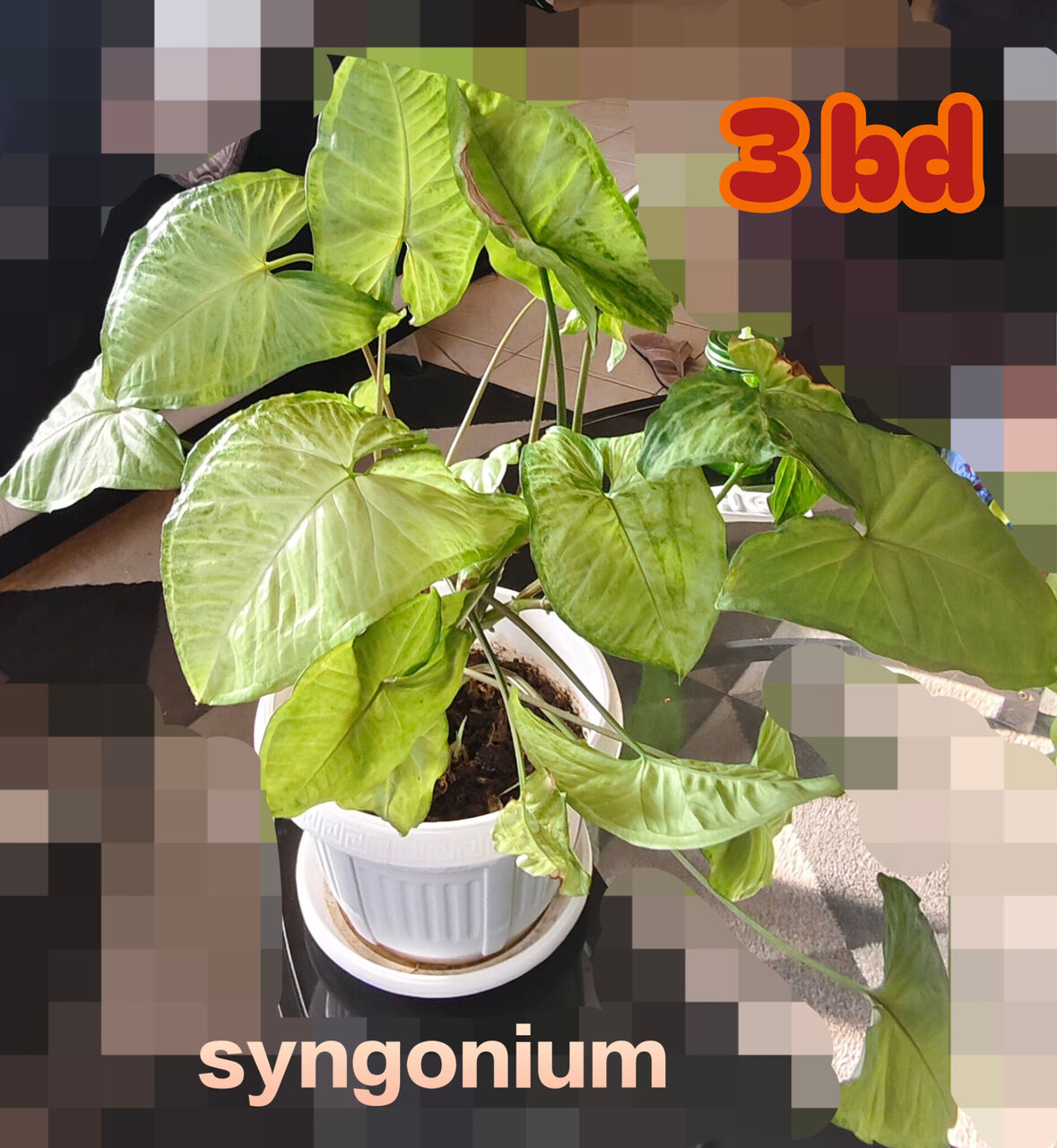 Manama, Farm & Garden, BHD 6,  Healthy, Lush Green Indoor As Well As Outdoor Plants For Sale