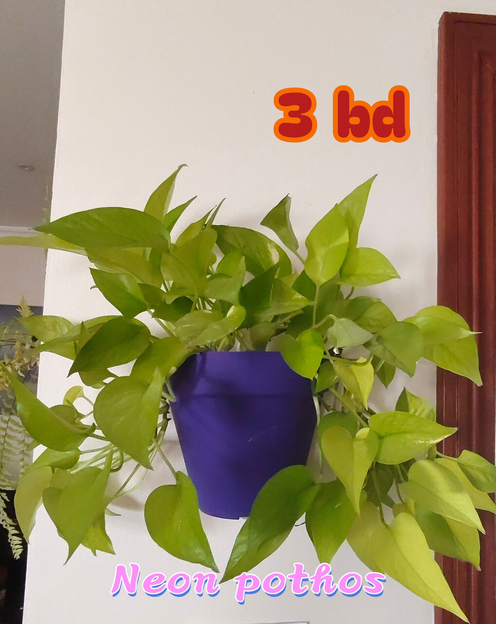 Manama, Farm & Garden, BHD 6,  Healthy, Lush Green Indoor As Well As Outdoor Plants For Sale