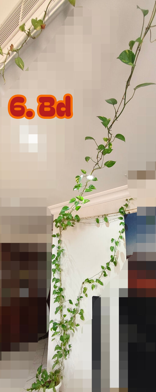 Manama, Farm & Garden, BHD 6,  Healthy, Lush Green Indoor As Well As Outdoor Plants For Sale