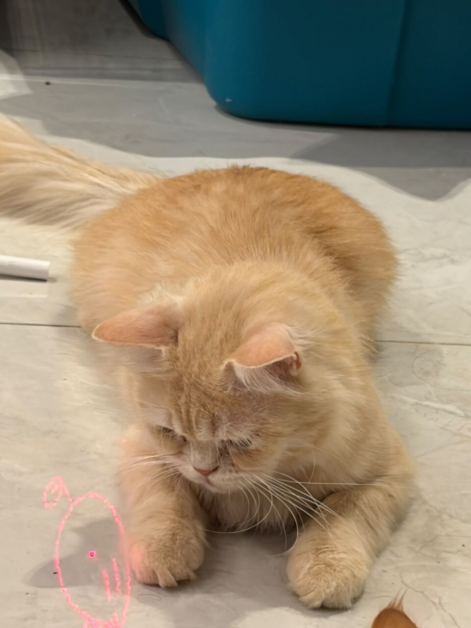 Riyadh, Pet Adoption, Male Cat Needs ADOPTION