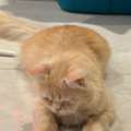 Male Cat Needs ADOPTION