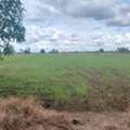 THB 400000,  6 BR,  7670 Sq. Feet,  Land For Sale, Size 19 Rai 70 Square Wa, Near Huai Ruam Temple. Nakhon Sawan Province