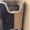BHD 10,  Scratch Post Cat