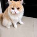 BHD 10,  Loving Cat For Adoption  Looking For A Home