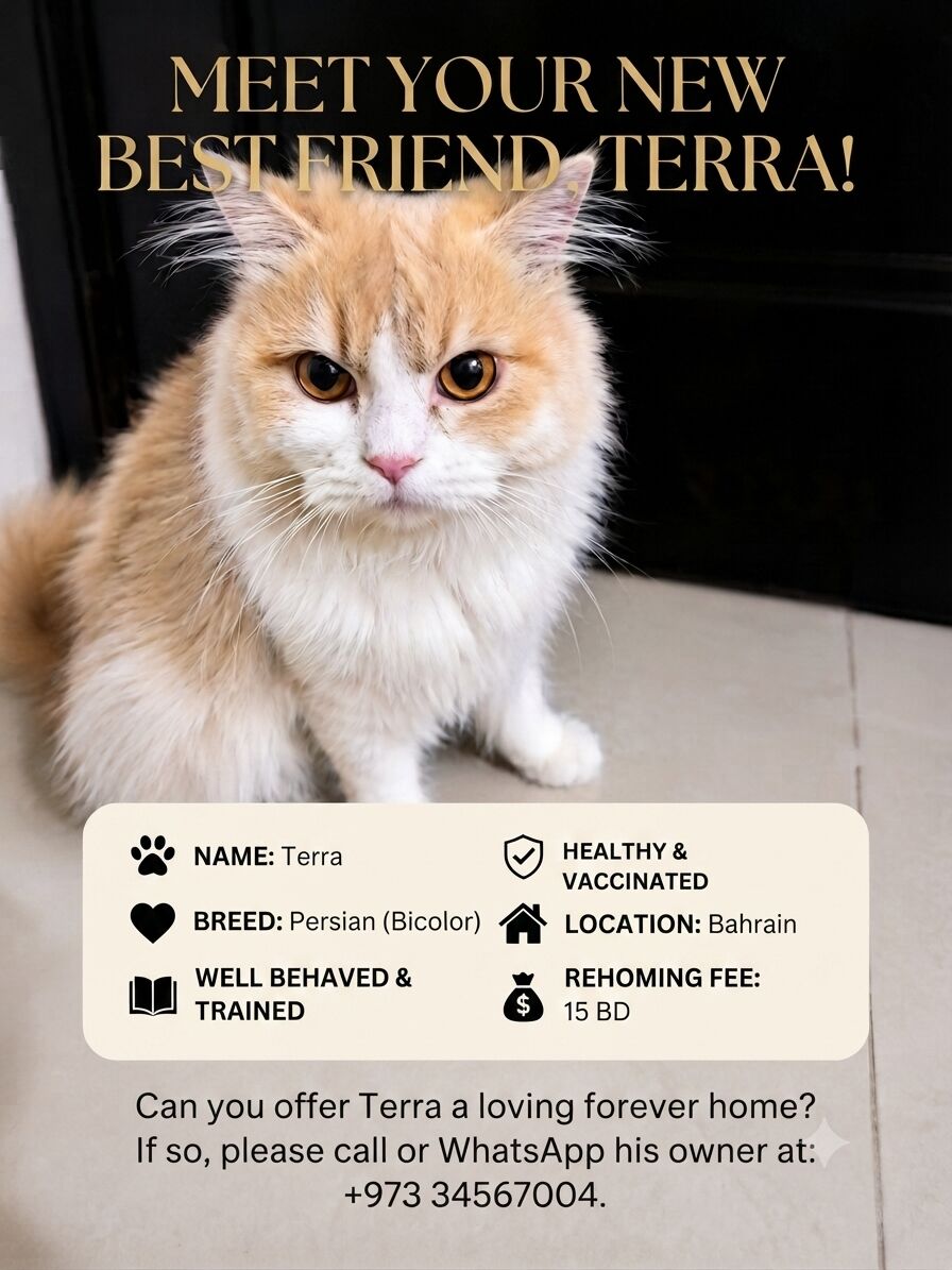 Hoora, Pet Supplies, BHD 10,  Loving Cat For Adoption  Looking For A Home