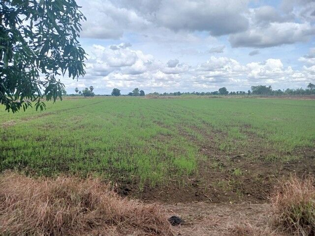 Bangkok, Real Estate For Sale, THB 400000,  6 BR,  7670 Sq. Feet,  Land For Sale, Size 19 Rai 70 Square Wa, Near Huai Ruam Temple. Nakhon Sawan Province