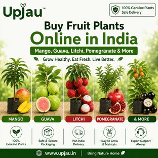 Noida, Farm & Garden, INR 164,  Buy Fruit Plants Online In India &ndash; Mango, Guava, Litchi, Pomegranate & More | Upjau