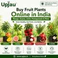 INR 164,  Buy Fruit Plants Online In India &ndash; Mango, Guava, Litchi, Pomegranate & More | Upjau