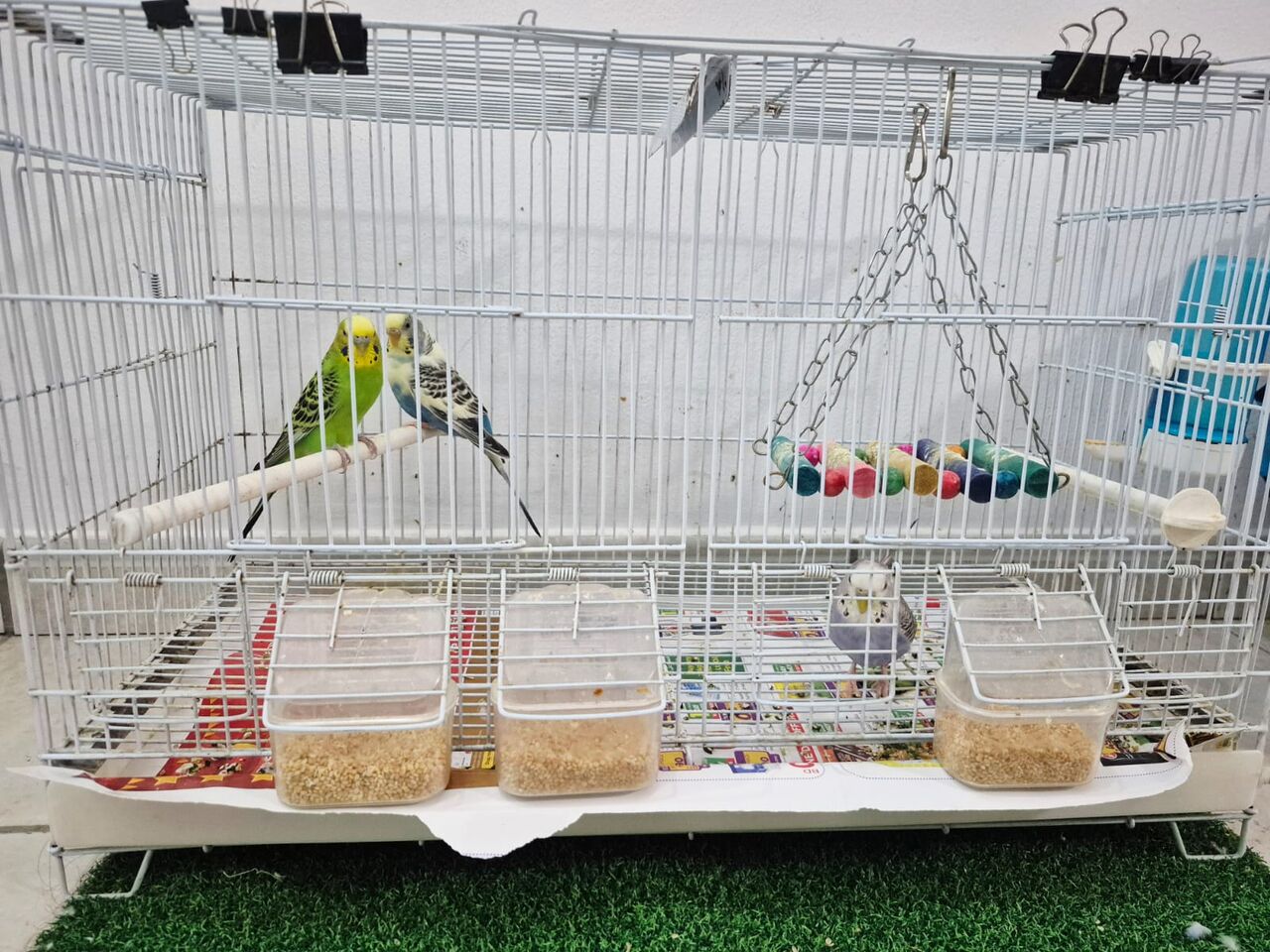Juffair, Pet Supplies, BHD 20,  4 BIRDS WITH TWO CAGES