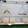 BHD 20,  4 BIRDS WITH TWO CAGES