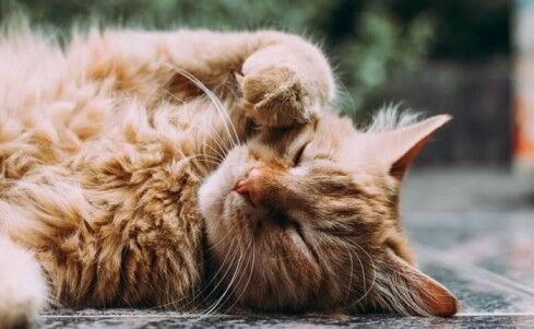 Sydney, Pet Sitting, Cat Boarding Sydney Premium Cat Accommodation
