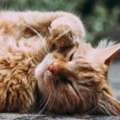 Cat Boarding Sydney Premium Cat Accommodation