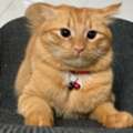 SAR 150,  MALE PET FOR ADOPTION FREE  ,  CAT LITTER BOX CAT CAGE  SR 150