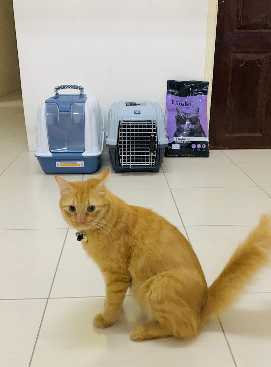 Dammam, Pet Supplies, SAR 150,  MALE PET FOR ADOPTION FREE  ,  CAT LITTER BOX CAT CAGE  SR 150