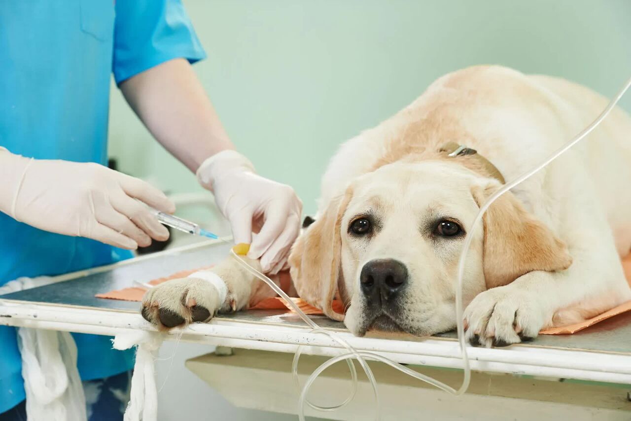 New York, Health, Complete Veterinary Services Under One Roof