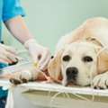 Complete Veterinary Services Under One Roof