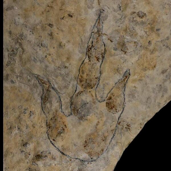 New York, Materials, USD 58000,  Explore Prehistoric History With Dinosaur Footprint Fossil