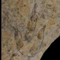 USD 58000,  Explore Prehistoric History With Dinosaur Footprint Fossil