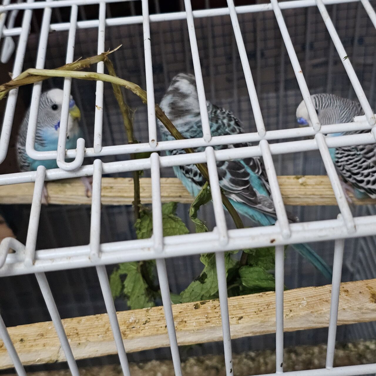 Dammam, Pet Supplies, SAR 300,  Love Bird Sail