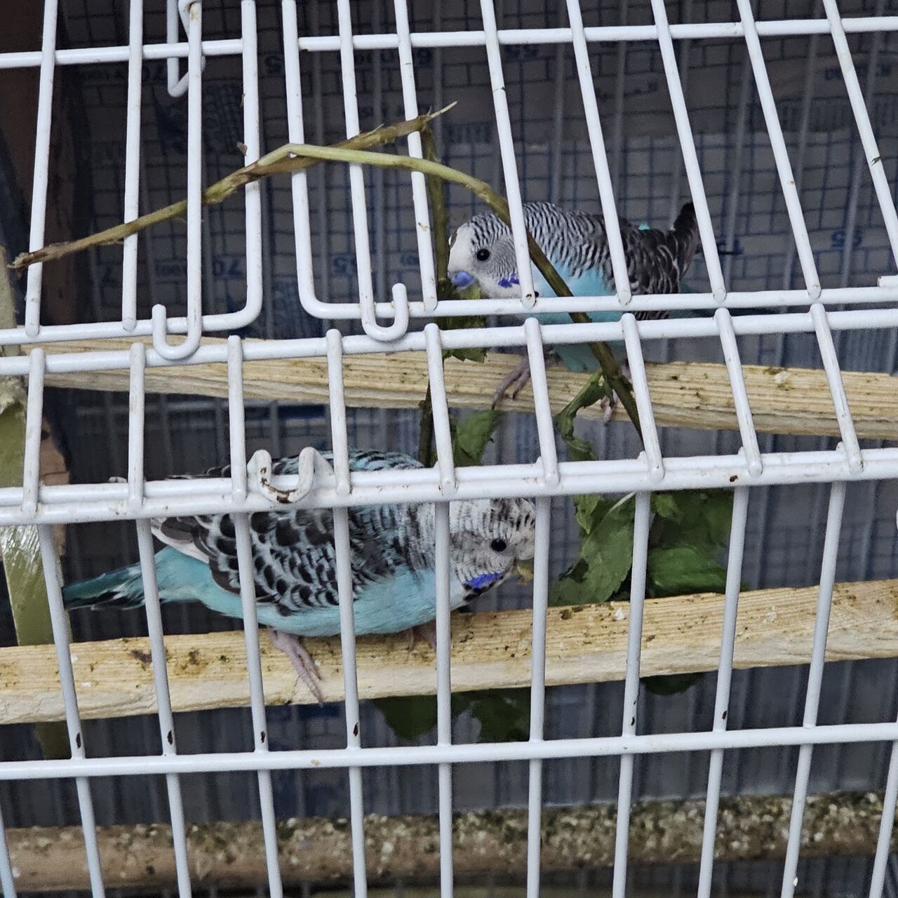 Dammam, Pet Supplies, SAR 300,  Love Bird Sail
