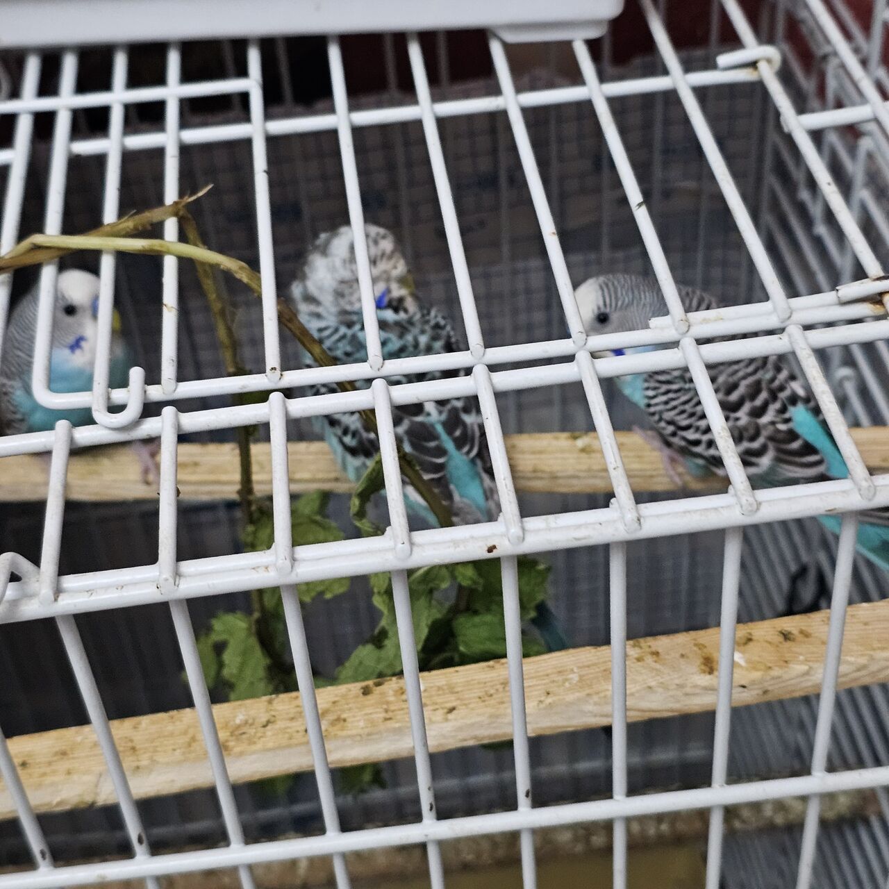 Dammam, Pet Supplies, SAR 300,  Love Bird Sail