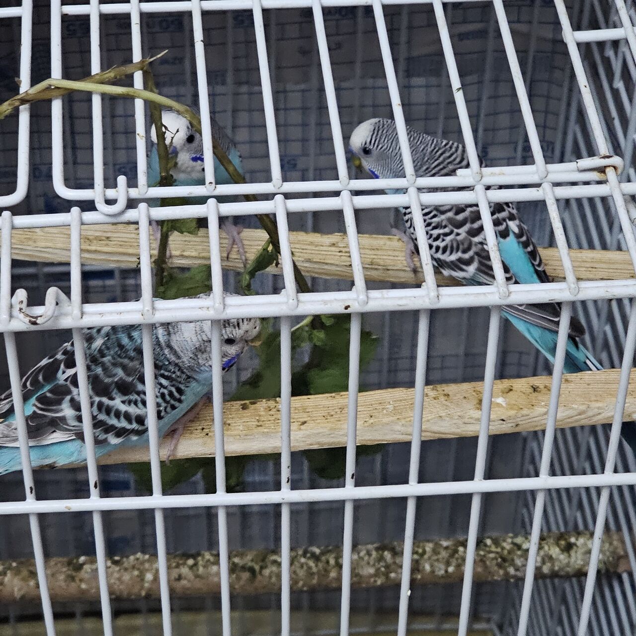 Dammam, Pet Supplies, SAR 300,  Love Bird Sail