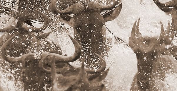 New York, Travel, Luxury Uganda Wildlife Safaris Tailored To Your Dream Vacation