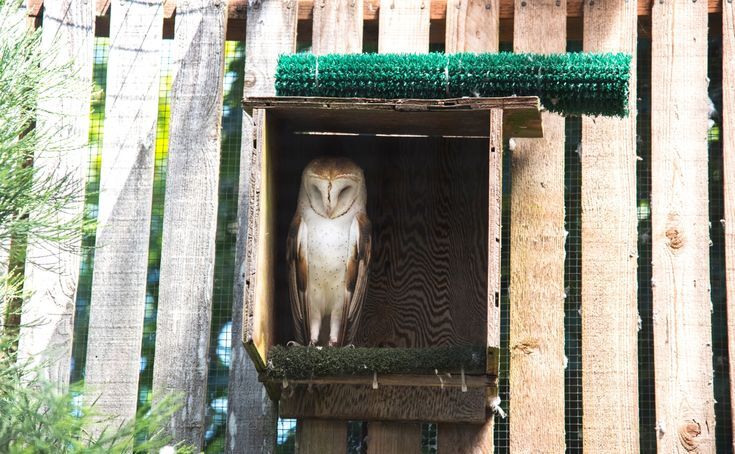 New York, Construction, Eco Friendly Outdoor Protection With Owl Boxes For Gopher Control