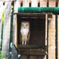 Eco Friendly Outdoor Protection With Owl Boxes For Gopher Control
