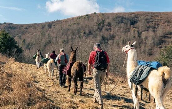New York, Business, Book Your North Carolina Llama Trekking Tour Today