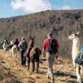 Book Your North Carolina Llama Trekking Tour Today