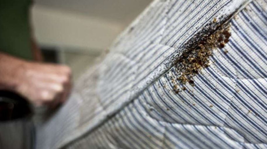 Karachi, Pest Control, Bed Bug Control