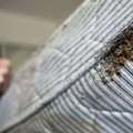 Bed Bug Control