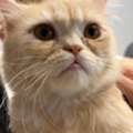Male, Neutered And Vaccinated.