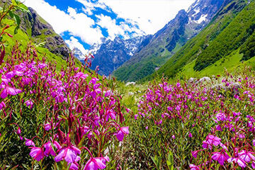 New Delhi, Travel, Valley Of Flowers Tour Packages