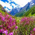 Valley Of Flowers Tour Packages