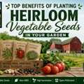 Top Benefits Of Planting Heirloom Vegetable Seeds In Your Garden &ndash; B&KM Farms