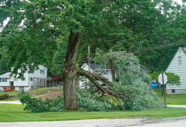 New York, Farm/Garden, Willow Creek Landscaping & Tree Service | Tree Service | Landscaper Waxahachie, TX