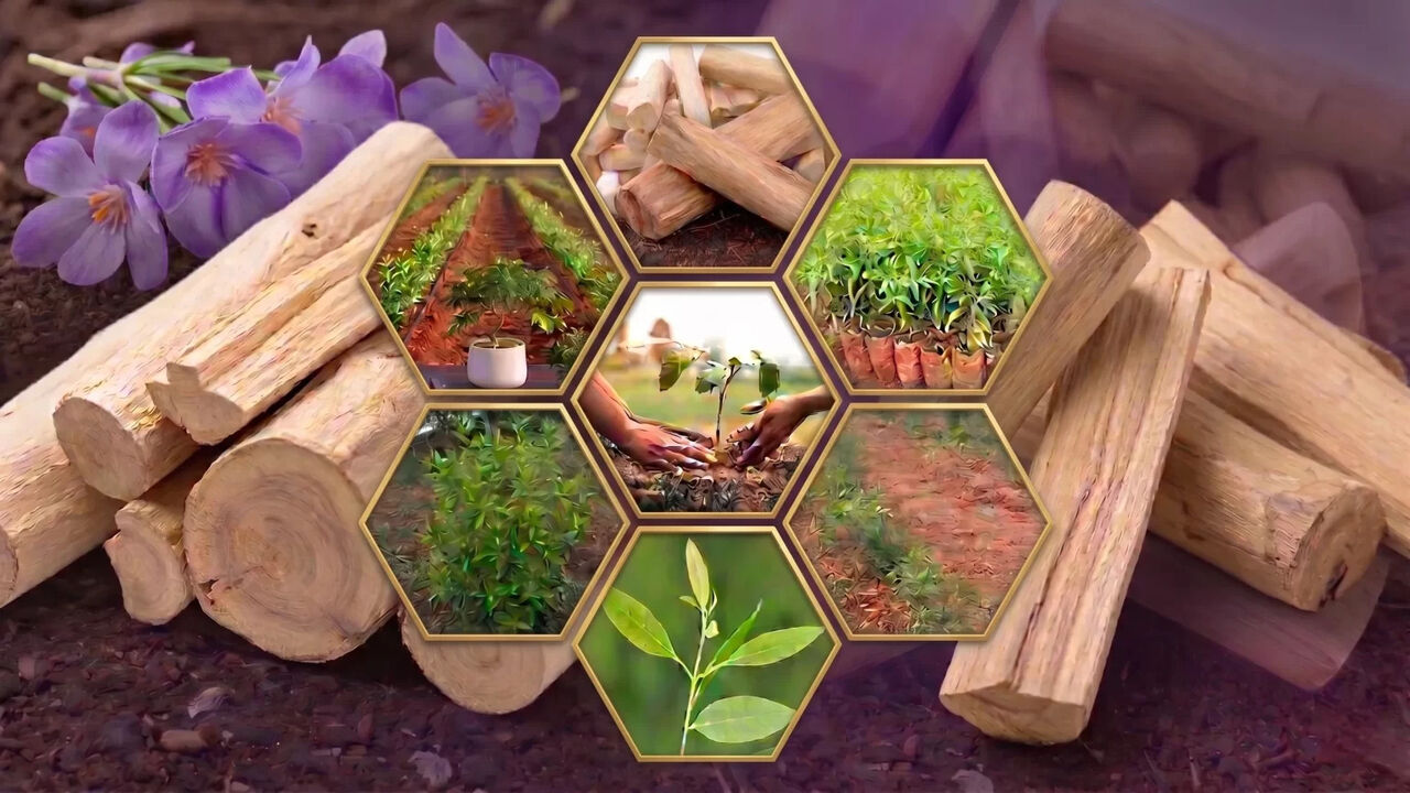 Bhubaneswar, Farm/Garden, Managed Sandalwood Farming