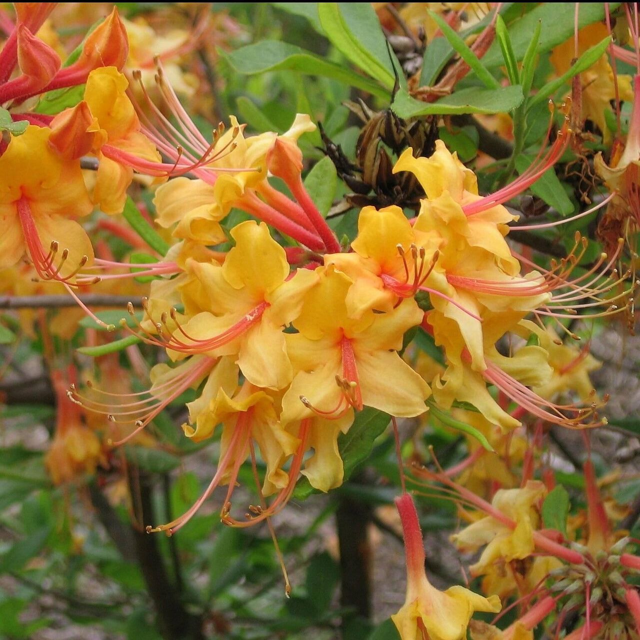 New York, Farm & Garden, USD 59,  Rhododendron Shrubs For Stunning Spring Garden Color