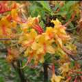 USD 59,  Rhododendron Shrubs For Stunning Spring Garden Color
