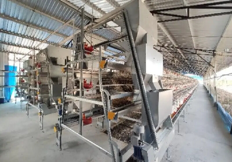 Mumbai, Business, Layer Cage Manufacturer | High-Quality Poultry Layer Cages | Gartech