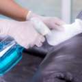 Revitalise Your Homes With Reliable Carpet Cleaners Near Bayswater