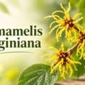 Hamamelis Virginiana Uses