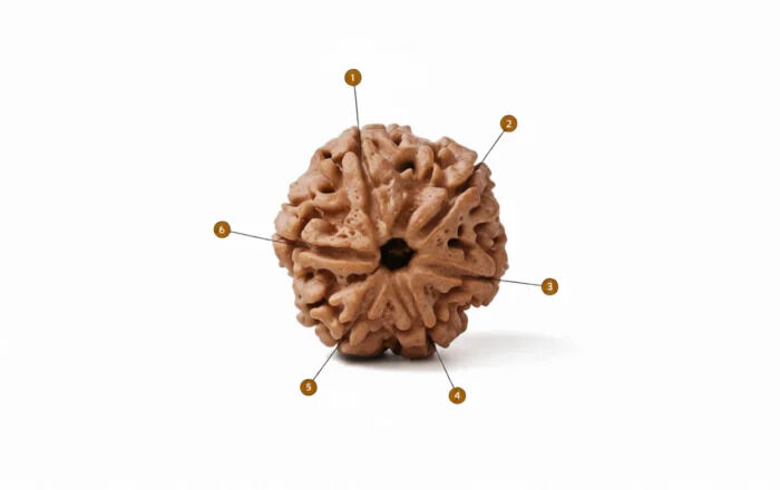 Jaipur, Jewelry, INR 800,  Buy Original 6 Mukhi Rudraksha Online At Best Price