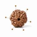 INR 800,  Buy Original 6 Mukhi Rudraksha Online At Best Price