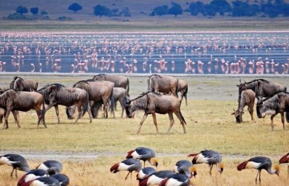 Nairobi, Travel, Lake Manyara National Park Safari