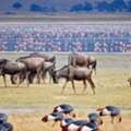Lake Manyara National Park Safari