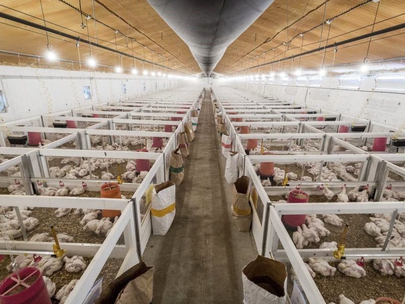 New York, Real Estate, Invest In PVC Poultry Wall & Ceiling Panels For A Hygienic Environment