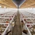 Invest In PVC Poultry Wall & Ceiling Panels For A Hygienic Environment